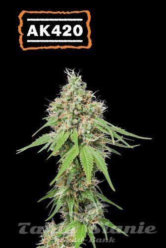 AK420 - SEED STOCKERS