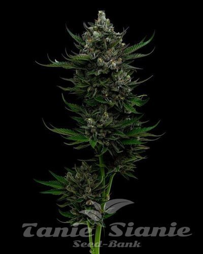 All Gas OG Auto - HUMBOLDT SEED COMPANY