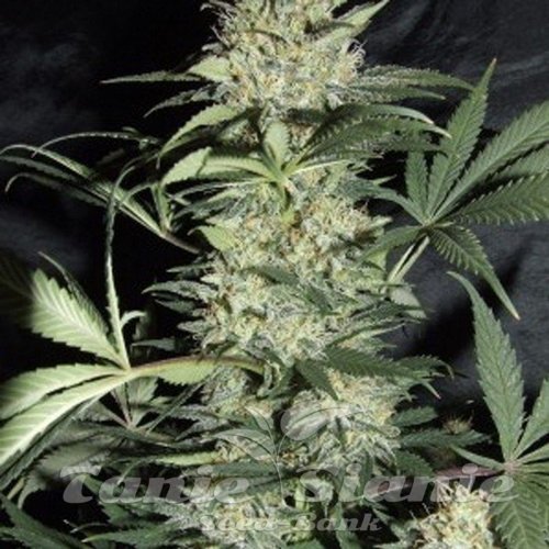 Nasiona Marihuany AMARANTA SEEDS - Silver Haze