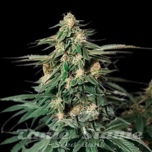 Amnesia Haze F1 Auto