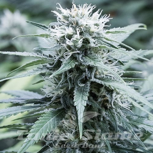 Nasiona Marihuany Amnesia Haze - G13 LABS