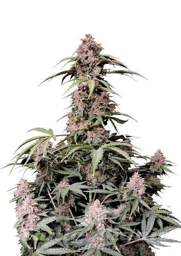 Nasiona Marihuany Amnesia Zkittlez Auto - FASTBUDS