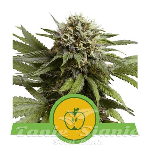 Nasiona Marihuany Apple Fritter Auto - ROYAL QUEEN SEEDS