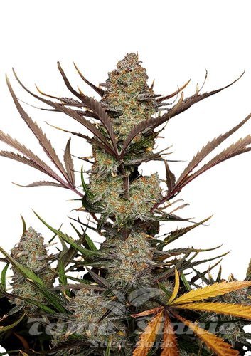 Nasiona Marihuany Apple Strudel Auto - FASTBUDS