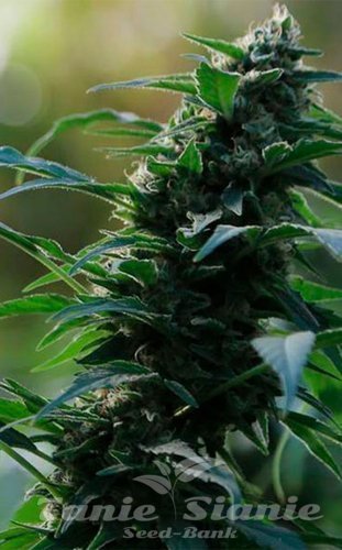Nasiona Marihuany Auto CBG Nectar - ORIGINAL SENSIBLE SEEDS