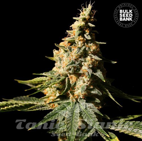 Nasiona Marihuany Auto Extra Mintz - BULK SEED BANK