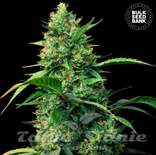 Nasiona Marihuany Auto Strawberry Ferry - BULK SEED BANK