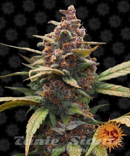 Nasiona Marihuany Ayahuasca Purple - BARNEY’S FARM
