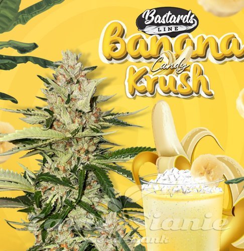 Nasiona Marihuany Banana Candy Krush - T.H. SEEDS