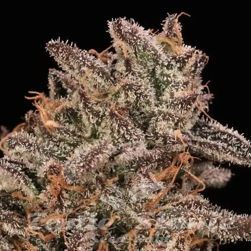 Banana Cream Sundae - ATLAS SEEDS