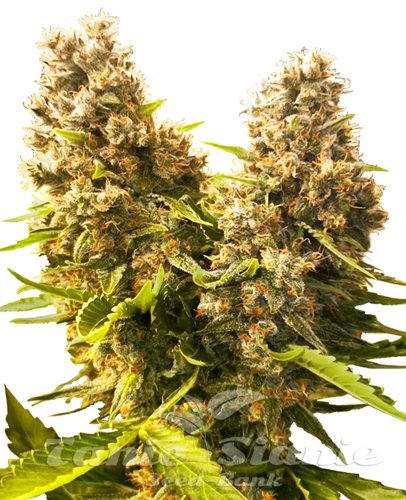 Nasiona Marihuany Banana Kush Cake Auto - SENSI SEEDS