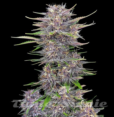 Banana Purple Punch Auto