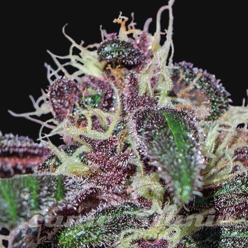 Nasiona Marihuany Ayahuasca Purple - BARNEY’S FARM