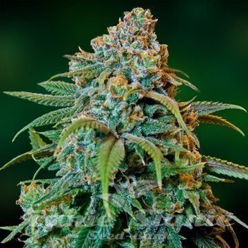 Nasiona Marihuany Liberty Haze - BARNEY’S FARM