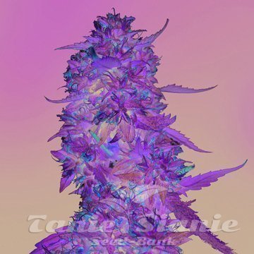 Nasiona Marihuany LSD - BARNEY’S FARM