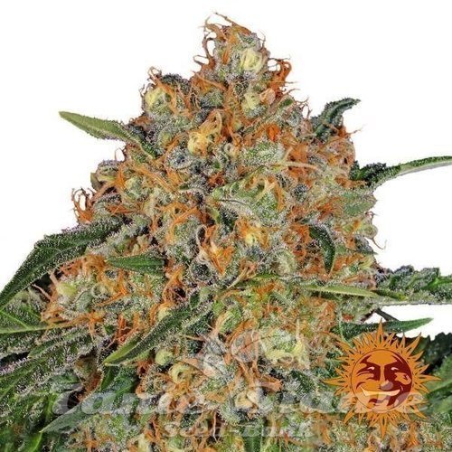 Nasiona Marihuany Orange Sherbert - BARNEY'S FARM
