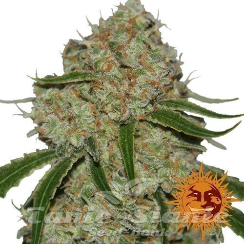 Nasiona Marihuany Phantom OG - BARNEY'S FARM