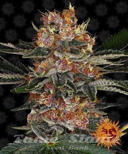 Nasiona Marihuany Purple Punch - BARNEY'S FARM
