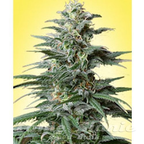 Big Bud Auto