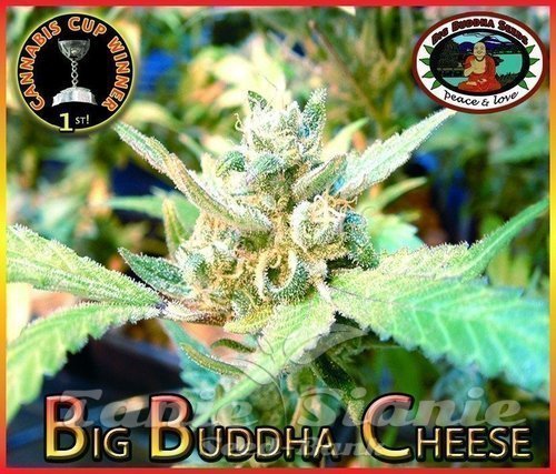 Nasiona Marihuany Big Buddha Cheese - BIG BUDDHA SEEDS