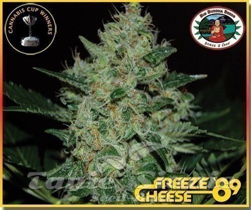 Nasiona Marihuany Freeze Cheese '89 - BIG BUDDHA SEEDS