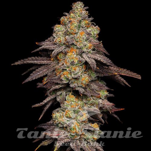 Big Z - COOKIES SEEDS