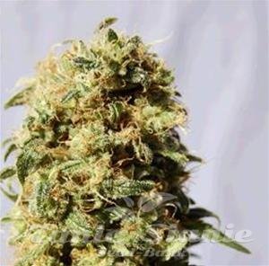 Nasiona Marihuany AK BIO - Biological Seeds