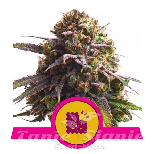 Nasiona Marihuany Biscotti - ROYAL QUEEN SEEDS