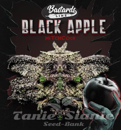 Nasiona Marihuany Black Apple Hitchcock - T.H. SEEDS