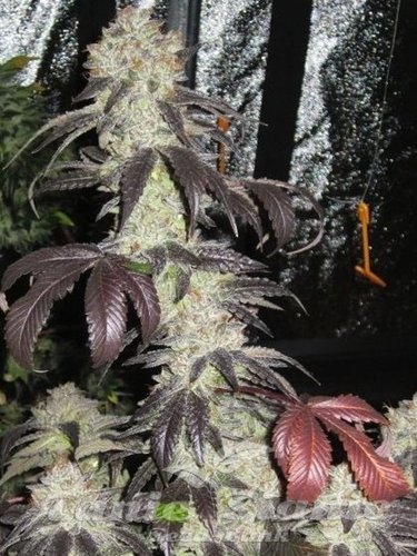 Nasiona Marihuany Black Kush - THE CALI CONNECTION