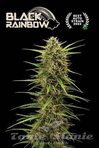 Black Rainbow Auto - SEED STOCKERS