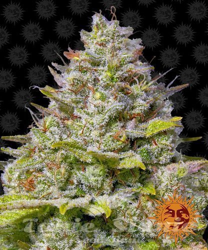 Nasiona Marihuany Blue Gelato 41 - BARNEY'S FARM