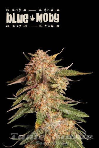 Blue Moby Auto - SEED STOCKERS