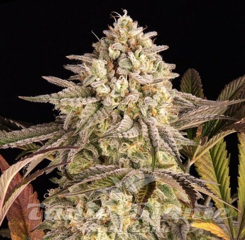 Blue Sunset Sherbert - BIOGENETIC
