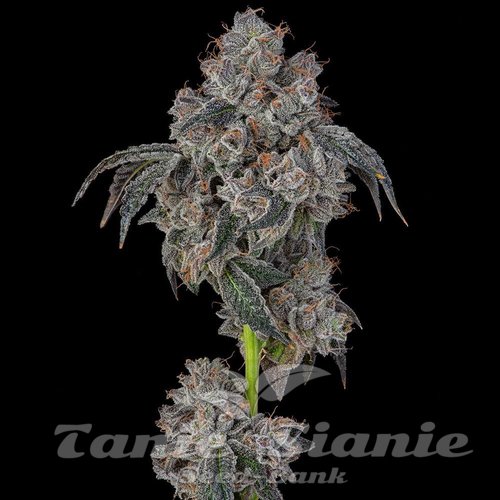 Blueberry Cherries - COOKIES SEEDS