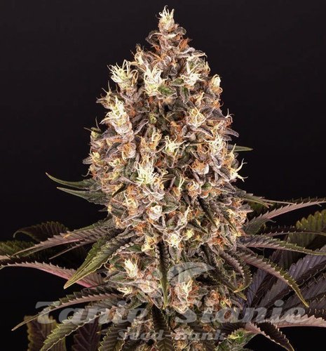 BlueBerry OG - BIOGENETIC