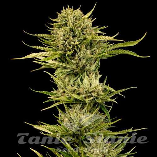 Nasiona Marihuany Blueberry Pie F1 Fast - SEEDSMAN