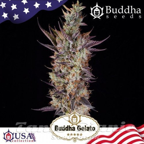 Nasiona Marihuany Buddha Gelato - BUDDHA SEEDS