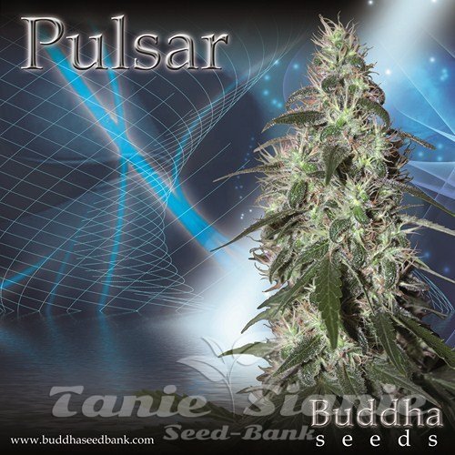 Nasiona Marihuany Pulsar - BUDDHA SEEDS