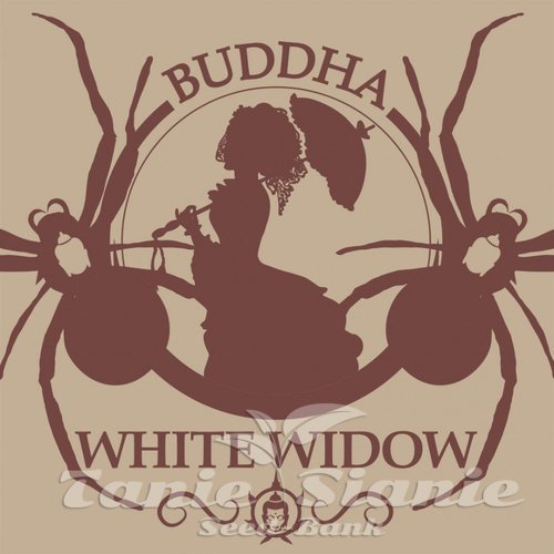Nasiona Marihuany Buddha White Widow - BUDDHA SEEDS