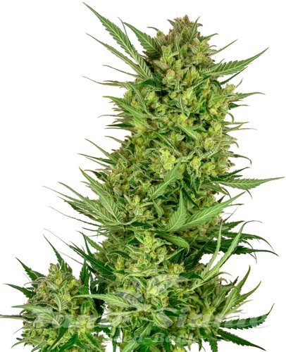 Nasiona Marihuany Buttercream Gelato - SENSI SEEDS