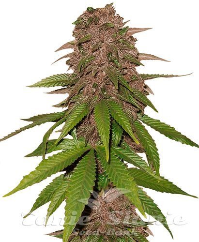 Nasiona Marihuany C4 Matic Auto - FASTBUDS