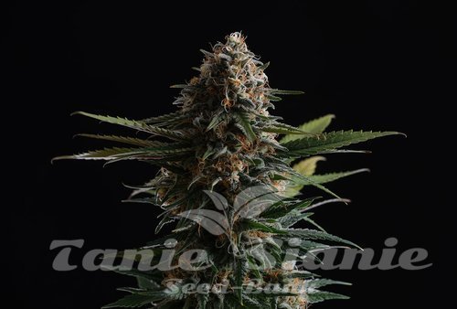 Nasiona Marihuany Candy Cream Go Fast - KANNABIA SEED