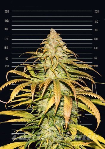 Nasiona Marihuany FSE - Cannopia