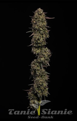 Caramel Cream - HUMBOLDT SEEDS COMPANY