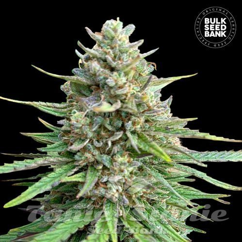 Nasiona Marihuany CBD Sativa King - BULK SEED BANK