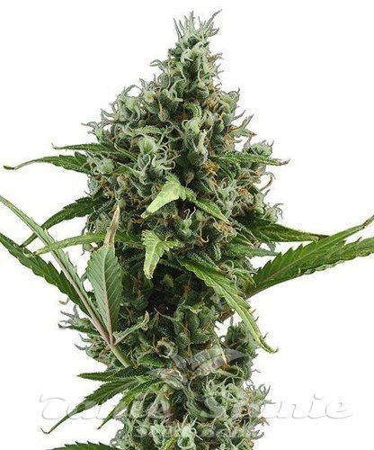 Nasiona Marihuany Auto Amnesia - CBD Seeds