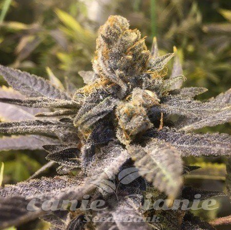Nasiona Marihuany Orange Big Bud - CBD Seeds