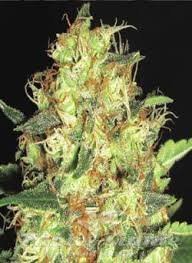 Nasiona Marihuany Zen - CBD Seeds