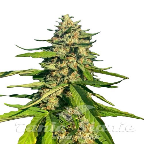 CBG Critical Mass